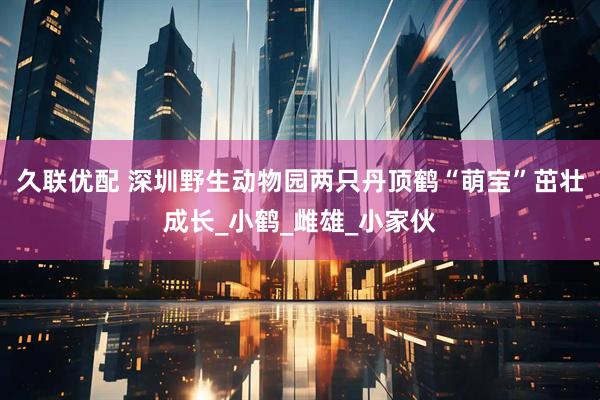 久联优配 深圳野生动物园两只丹顶鹤“萌宝”茁壮成长_小鹤_雌雄_小家伙